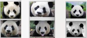 Six Pandas chez PhotoOurson