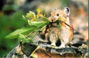 Pika américain en pleine moisson Photo Brian Crawford