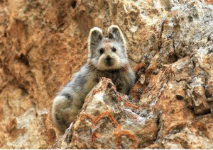 Pika du Tianshan posant pour la collection d’hiver 2015 d’un couturier local. Photo Li Weidong, 2014, Association écologique du Xinjiang.