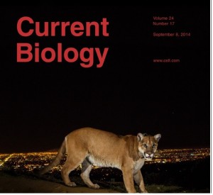 Mâle adulte de Puma concolor. Dans le lointain les lumières de Los Angeles. Voir reference 1.