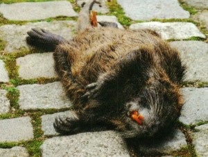 Un ragondin emprisonné, torturé puis tué par des manifestants « paysans » à Nantes le 9 Novembre 2014. Photo supplément du Monde du 15 Novembre 2014