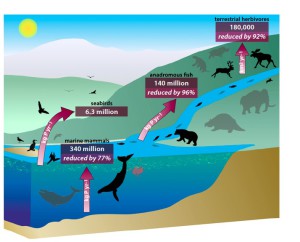 Le schéma illustre les voies de transfert possibles du phosphore dans le passé. Sur les flèches ont été portés les flux estimés et les capacités de diffusion de cet élément. En grisé sont représentées les silhouettes des animaux disparus et la réduction en densité des survivants. D’après réf. 1.