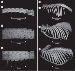 Colonnes vertébrales de Crocidura et Scutisorex. En haut (Ia et Ib) Crocidura, musaraigne ordinaire ; IIa et IIb, Scutisorex somerensi à colonne vertébrale très renforcée ; IIIa et IIIb Scutisorex thori moins renforcée. Fig.1 in Stanley et al, référence 1.