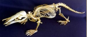 Squelette d’ Ornithorhynchus anatinus. L’éperon venimeux porté par le talon, ici le gauche, est bien visible. Photo Bones Clones.