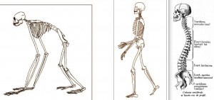 Silhouettes de Chimpanzé et d’Homme et détail de la colonne vertébrale de l’Homme