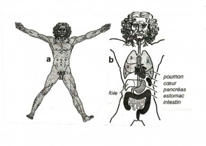 La symétrie parfaite de l’homme de Vitrure de Léonard de Vinci si on l’écorche révèle la dissymétrie de distribution de ses organes internes. D’après la figure 2.1 in L.I. Held Jr., 2009, Quirks of human anatomy. Cambridge University Press.