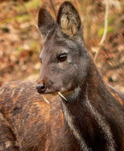 Chevrotain (ou daim) porte musc du Cachemire (Moschus cupreus). Mâle en captivité (Photo Nikolay Usik).  