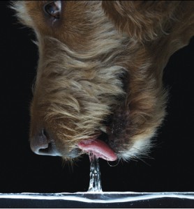 Un chien en train de laper : la langue s’incurve vers l’arrière, forme un J et la colonne d’eau s’élève en un flux continu jusqu’à la bouche. La courbure de la langue accroit le diamètre de la colonne d’eau. Cliché John J. Socha, Sean Gart, and Sunghwan Jung. In réf. 1. 