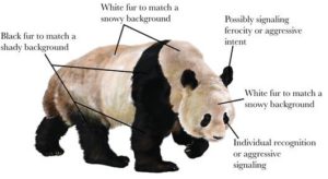 Cartographie du pelage du panda (fig 3 In Caro et al.)