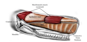Le spermaceti et le junk reposent sur le crâne osseux. Les ouvertures qui assurent les fonctions de communication (museau de singe) et d’écholocation (évent) se situent au sommet du melon. Alors que le spermaceti a un aspect homogène, le junk est compartimenté.