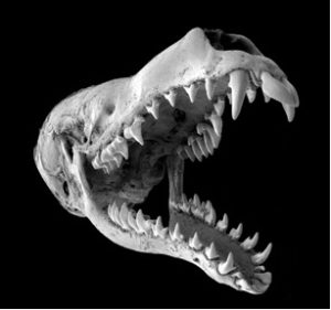 La denture impressionnante de la taupe au nez étoilé. Cliché Ken Catania.