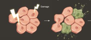 1.Le déclencheur ; 2. Les conséquences ;