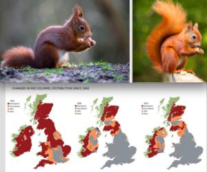 Ecureuil gris et écureuil roux. Cartes de répartition de l’un et l’autre de 1945 à 2010.