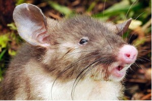 Portrait de Hyorhinomys stuempkei. Photo Jake Esselstyn / Louisiana State University.