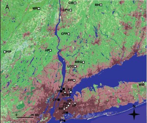 La région de New York et les sites où l’ADN de souris à pied blanc a été échantillonné. Les couleurs son celles utilisées dans le National Land Cover Database . Rouge foncé = région fortement urbanisée, rouge clair = moins urbanisé ; Vert = forêt ; jaune = pelouse.