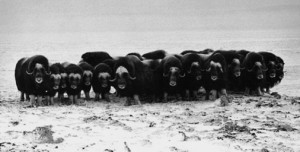 Un troupeau de bœufs musqués fait front. Cliché U.S. Fish and Wildlive Service